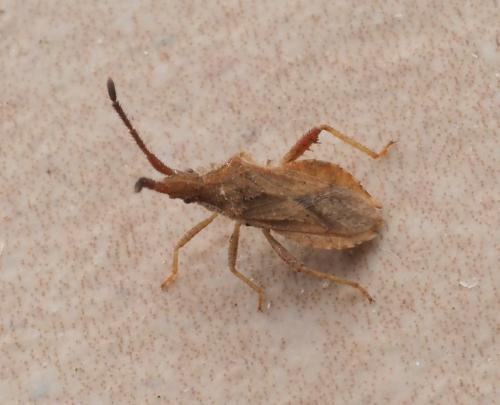 Coriomeris affinis